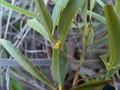 Peritassa campestris